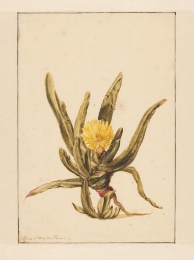 Ice plant with yellow flowers