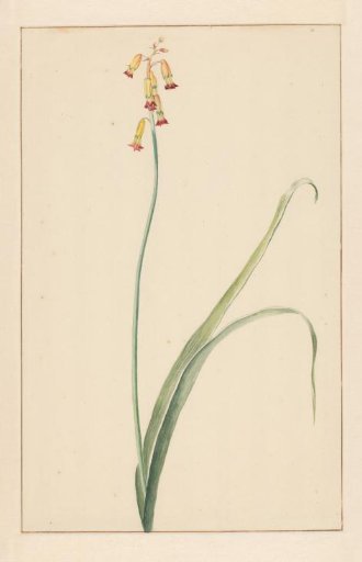 Hyacinth