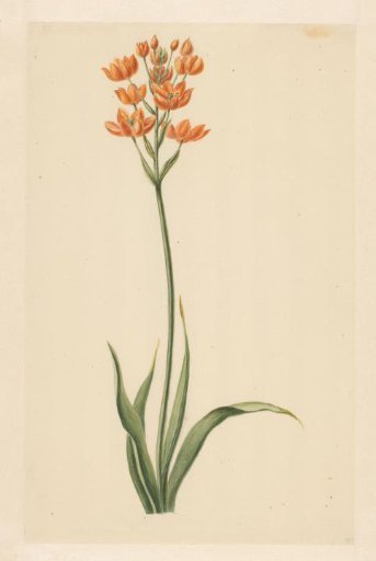 South Wind Lily