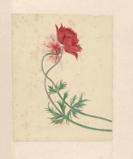 Two branches, each with a flower
