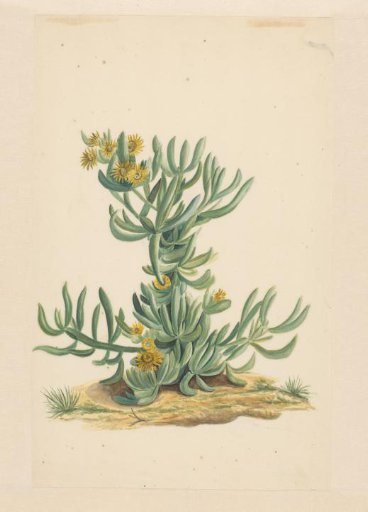 Ice plant