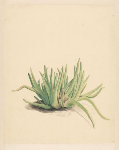 Ice plant