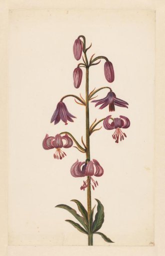Martagon Lily (Lilium martagon)