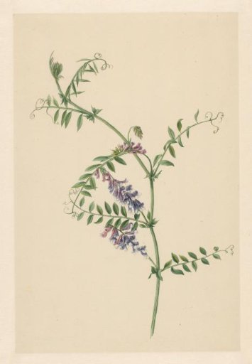 Vetch