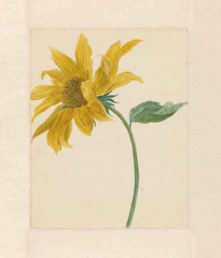 Branch with a sunflower