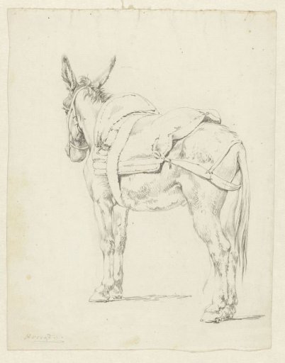 A mule