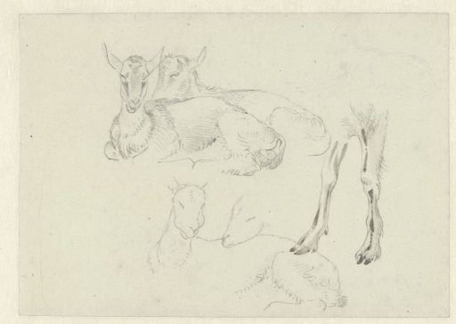 Studies of Goats