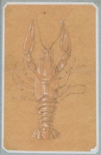 Lobster