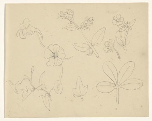 Flower and leaf studies
