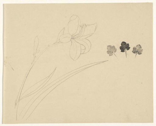 A lily and three impressions of a leaf