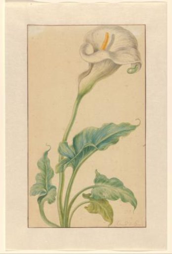 White calla lily
