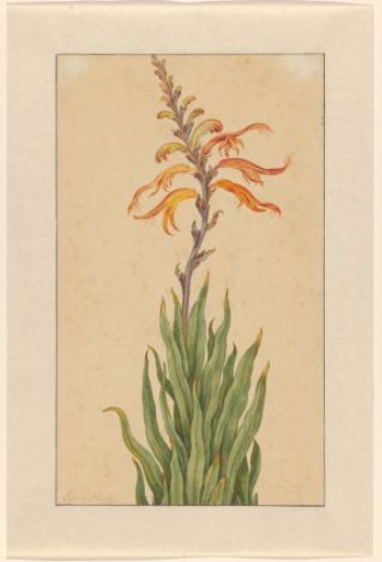 Crocosmia (Montbretia)