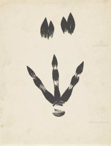 Tracks of a pig and cassowary
