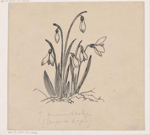 Snowdrops