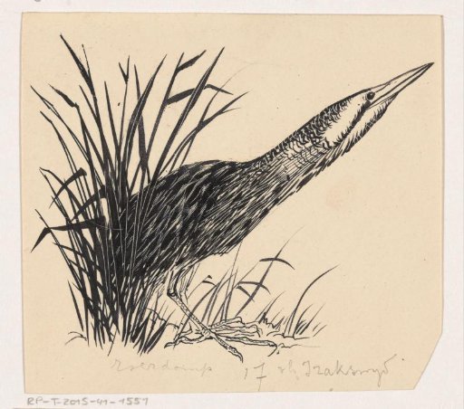 Heron in the reeds