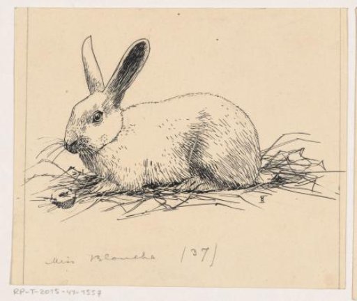 Rabbit