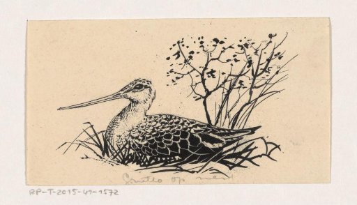 Curlew on a nest