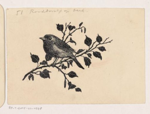 Robin on a birch branch