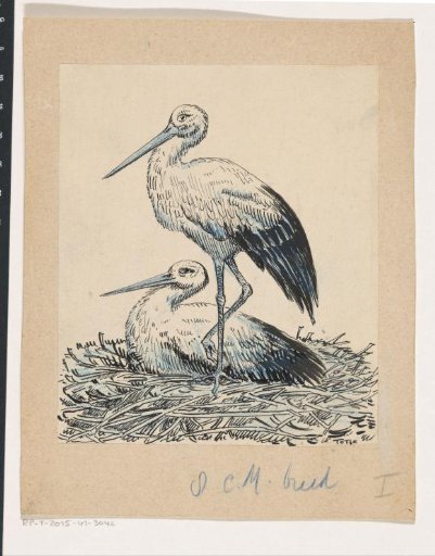Two storks on a nest