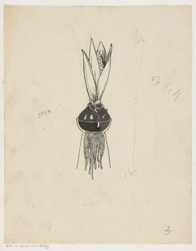 Hyacinth with bulb and roots