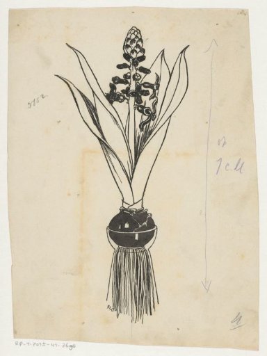 Hyacinth in Bloom with Bulb and Roots