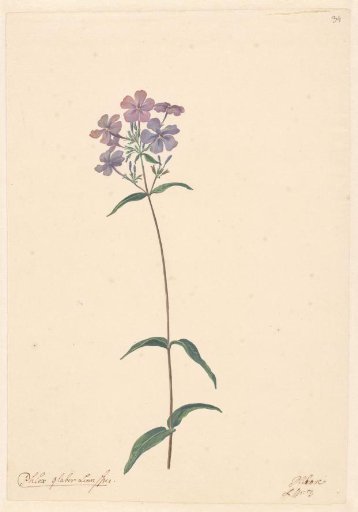 Branch of a phlox