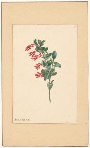 Branch of a mountain ash