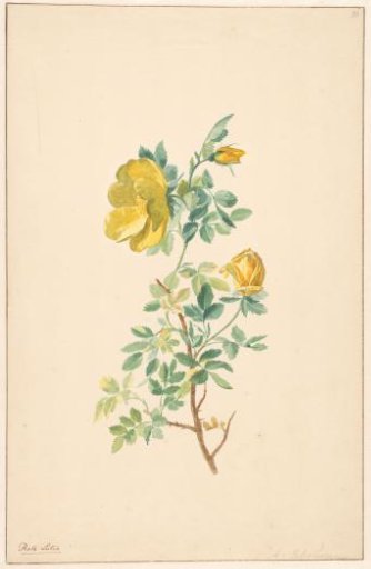 Branch of a yellow rose (Rosa Lutea)