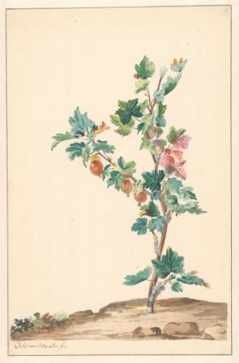 A currant in a landscape