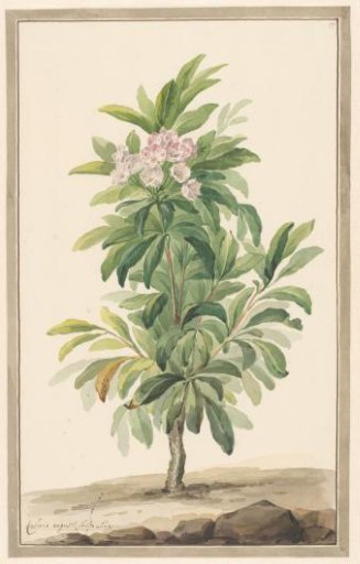 Narrow-leaved laurel in a landscape (Kalmia Angustifolia)
