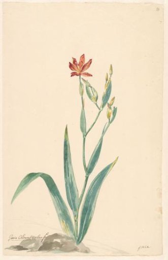 Leopard flower in a landscape