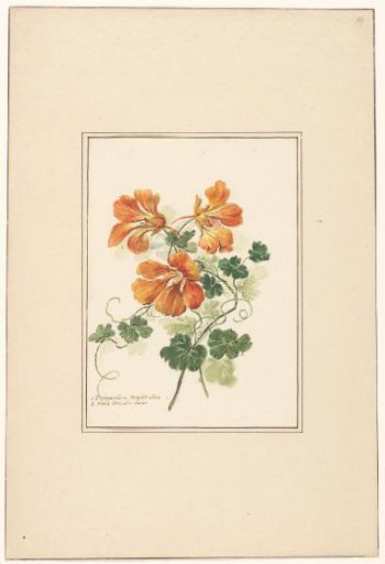 Branches of a Tropaeolum and a violet
