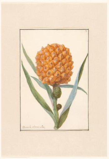 Pineapple on a branch