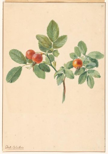 Branch with rose hips