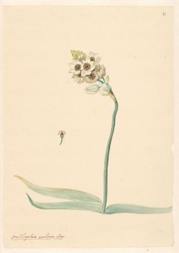 Branch of bird's milk with detail of the pistil