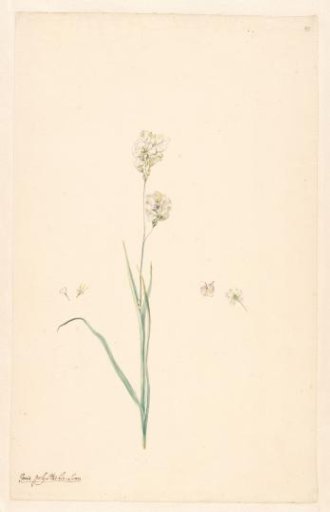 Branch of Ixia olystachya with details of the pistil and flower