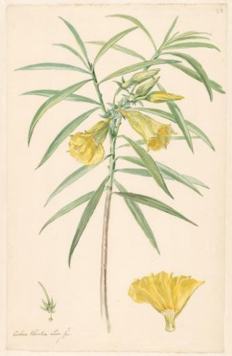 Branch of a yellow flower (lily species) with details of the pistil and flower