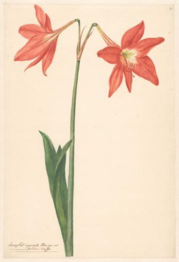 Stem of red amaryllis