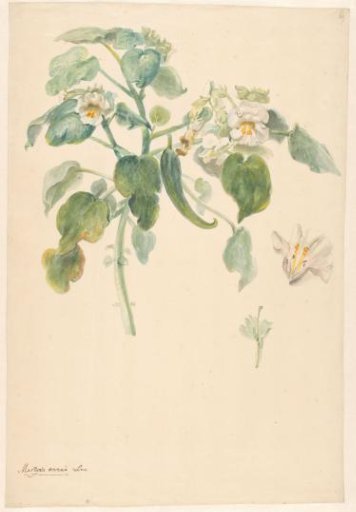 Branch of white cat's claw with details of the pistil and flower