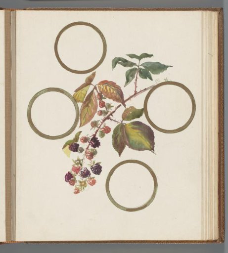 Bramble branch between four circles