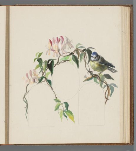 Great tit on a flowering honeysuckle branch