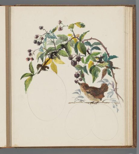 Wren on a bramble branch
