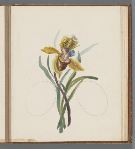 Yellow iris with a putto