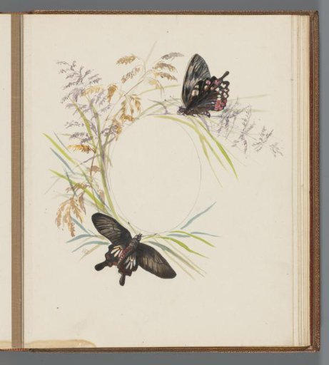 Two butterflies on grass stems