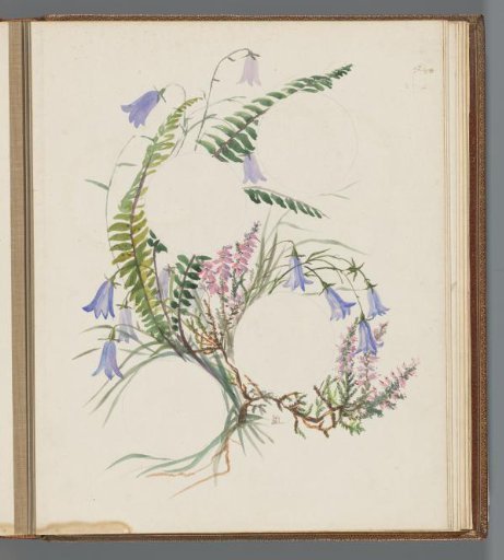 Flowering heath, fern branches, and blue bells