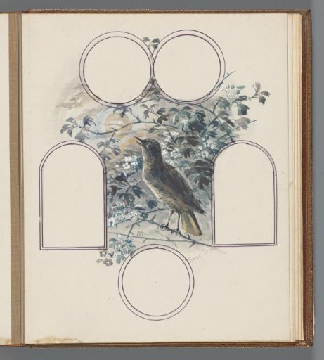 Thrush on flowering branches