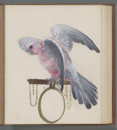 Tethered cockatoo on a perch