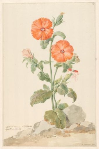 Orange cuckoo flower in a landscape