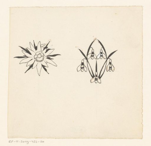 Star-shaped flower and snowdrops