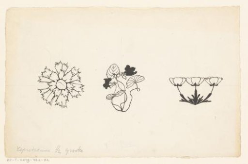 Three kinds of flowers